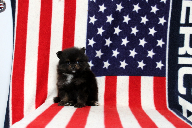 puppy, for, sale, Pomeranian, Matthew B. Stoltzfus, dog, breeder, Gap, PA, dog-breeder, puppy-for-sale, forsale, nearby, find, puppyfind, locator, puppylocator, aca